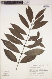 Image result for Polysphaeria multiflora