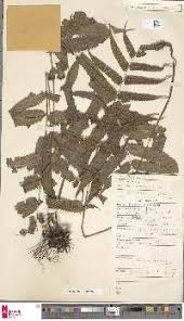 Image result for Christella gueinziana