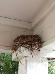 Birds That Make Mud Nests On Buildings Robins Nest Bird Nest Bird Houses Bird House