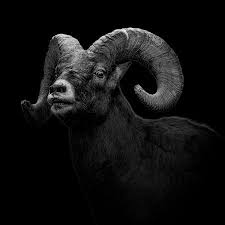 Bighorn Ram Black And White Photo By Bryon Worthen National Geographic Your Shot Animal Photography Animals Black And White Animals