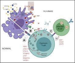 Maybe you would like to learn more about one of these? Pediatric Hemophagocytic Lymphohistiocytosis Sciencedirect