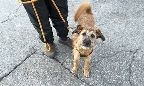 Other pets in nashville, ga. These Atlanta Based Puppies Are Up For Adoption And In Need Of A Good