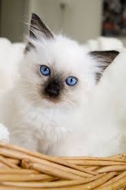 Pin By Zeynepp On Chat Cats Kittens Cutest Kittens And Puppies