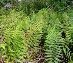 Image result for Arthropteris
