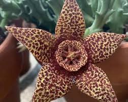 Image result for Orbea caudata