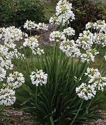 Agapanthus Galaxy White Burpee Agapanthus White Agapanthus Agapanthus Plant