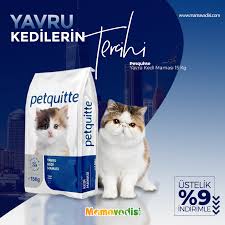 mamavadisi com yavru kedilerin tercihi petquitte yavru facebook