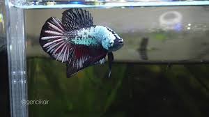 Cupang pinggir jalan karawaci harga terjangkau kualitas memukau. Betta Black Samurai Ikan Cupang Black Samurai Youtube