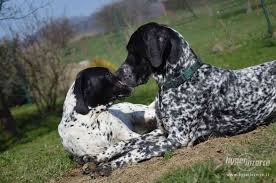 Image result for auvergneský ohař