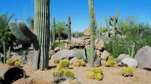 With over 15+ acres of premium specimen sized trees, palms, shrubs, and other plants actively growing throughout this beautiful nursery, it is easy to see why people all over the east valley love to shop here. Desert Tree Plant Nursery Phoenix Desert Foothills Gardens Inc