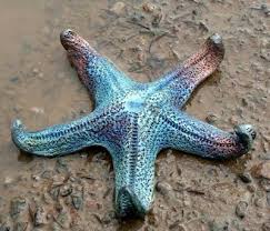 Pin By Nihaleken On Summer Vibz Raku Pottery Starfish Raku