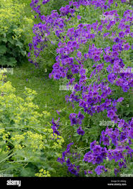 Image result for Alchemilla johnstonii