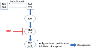 Image result for MEK Inhibitor