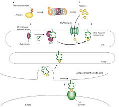 Den proteasomen von prokaryoten fehlen. Https Edoc Hu Berlin De Bitstream Handle 18452 16842 Jaekel Pdf Sequence 1
