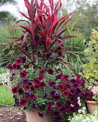 Container Garden W Cordyline Fruticosa Ti Plant Burgundy Petunia Plants Container Gardening Flowers Container Plants