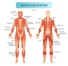 This is a table of skeletal muscles of the human anatomy. How Can The Muscular System Be Harmed By The Effects Of Drug Addiction
