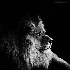 Black And White Images Of Animals 15 Stunning Black And White Animal Portraits By Nicolas Evariste Animals Black And White Jungle Animal Art Zoo Pictures