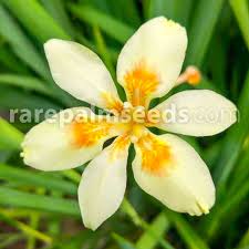 Image result for Dietes