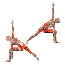 Browser Not Supported Anatomia De Yoga Ejercicios De Yoga Posturas De Yoga