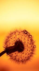 Love wallpaper hd wallpaper 4k wallpaper desktop backgrounds nature wallpaper mobile wallpaper nature dark galaxy wallpaper full hd. The Latest Iphone11 Iphone11 Pro Iphone 11 Pro Max Mobile Phone Hd Wallpapers Free Download Dan Beautiful Photos Of Nature Wallpaper Free Download Dandelion