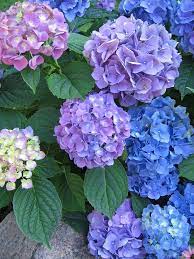 Pin On Flowers