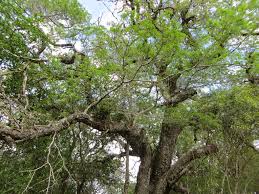 Image result for Newtonia hildebrandtii