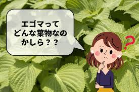 Https Xn Mnqw6l825a Jp Perilla Frutescens