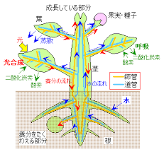 生物 第２章 葉 茎 根のつくりとはたらき Flashcards Quizlet