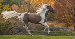 We did not find results for: Kentucky Mountain Saddle Horse
