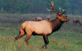To make sure that the vehicle is in safe operating condition. Mdc Announces Five Hunters Drawn For Elk Permits Missouri Department Of Conservation