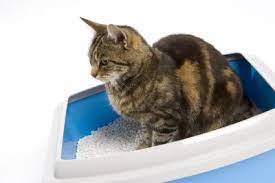 How To Make Cats Stop Using The Bathroom Where They Shouldn T