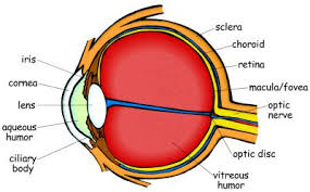 Learn About Your Eye And How Vision Works