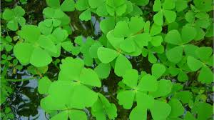 Image result for Marsilea macrocarpa