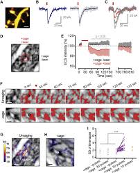 Key differences in frs 105. Super Resolution Imaging Of The Extracellular Space In Living Brain Tissue Cell