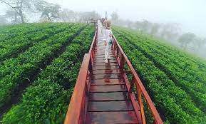 Kebun teh ini menjadi kebun teh pertama di jawa timur yang dijadikan sebagai tempat wisata. Kebun Teh Wonosari Lawang Malang Harga Tiket Masuk Jalan Menuju Lokasi Wisata Jejakpiknik Com