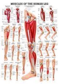 Learn about their differences and the common injuries that affect them here. Tendon Diagram Leg Posterior Muscles Of The Body Diagram With Images Rehabilitation Of Running Biomechanics Learn How To Create A Deettab Tonail