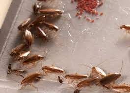 How to get rid of cockroaches in kitchen cabinets home remedies. How To Get Rid Of Roaches In Your Home A Complete Guide 2021