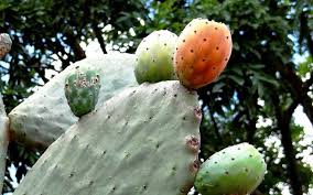 Résultat de recherche d'images pour "figos de Sao Joao"