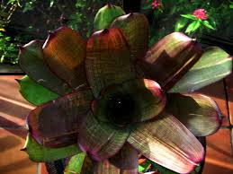 Vriesea King David Kalakaua With Images Bromeliads Plants Garden