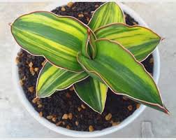 Image result for Sansevieria dooneri