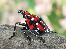 Some being more dangerous than others. Ohio S Newest Invasive Insect The Spotted Lanternfly Woodland Stewardship Association