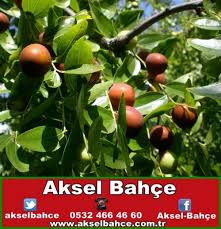 Fidan, yeni bir yaşamın başlangıcında genç bir bitkisel canlıdır. Hunnap Fidani Ne Zaman Dikilir Fidan Fide Tohum