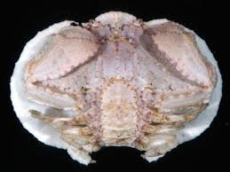 Image result for Eremospatha cuspidata