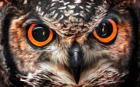 Bird With Big Eyes Download Wallpapers Owl Beautiful Bird Big Eyes Birds Owl Eyes Besthqwallpapers Com Owl Eyes Owl Eye Tattoo Eyes Wallpaper