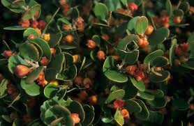 Image result for Pterocelastrus