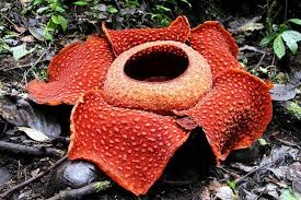 Flora dan fauna dikaitkan dengan tumbuhan atau hewan liar yang membentuk kelompok pada suatu daerah. Persebaran Flora Dan Fauna Di Indonesia Beserta Gambarnya Lengkap Tutorialbahasainggris Co Id