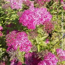 Questa pianta è un albero tropicale americano o arbusto. Spiraea Japonica Antony Waterer Vendita Piante Online Letuepiante