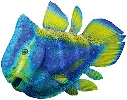 Anatomy, diversity, and evolution anatomy. Reconstruction Of The Living Coelacanth Foreyia Maxkuhni Gen Et Sp Download Scientific Diagram