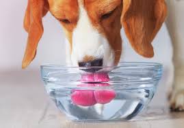 It is the most complete supplement protocol that supports dogs and cats with pancreatitis*. Pancreatitis In Dogs Symptoms Treatment Prevention