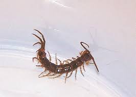 We did not find results for: House Centipede Family Scutigeridae Field Station